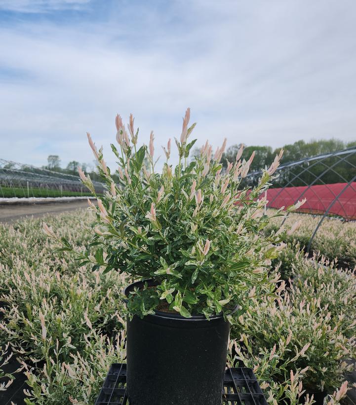 Salix integra Hakaro Nishiki