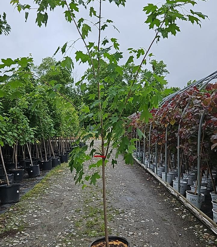 Acer saccharum Green Mountain®