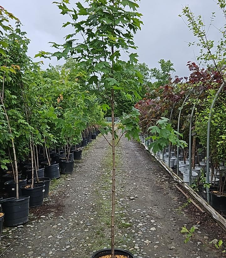 Acer saccharum Fall Fiesta®