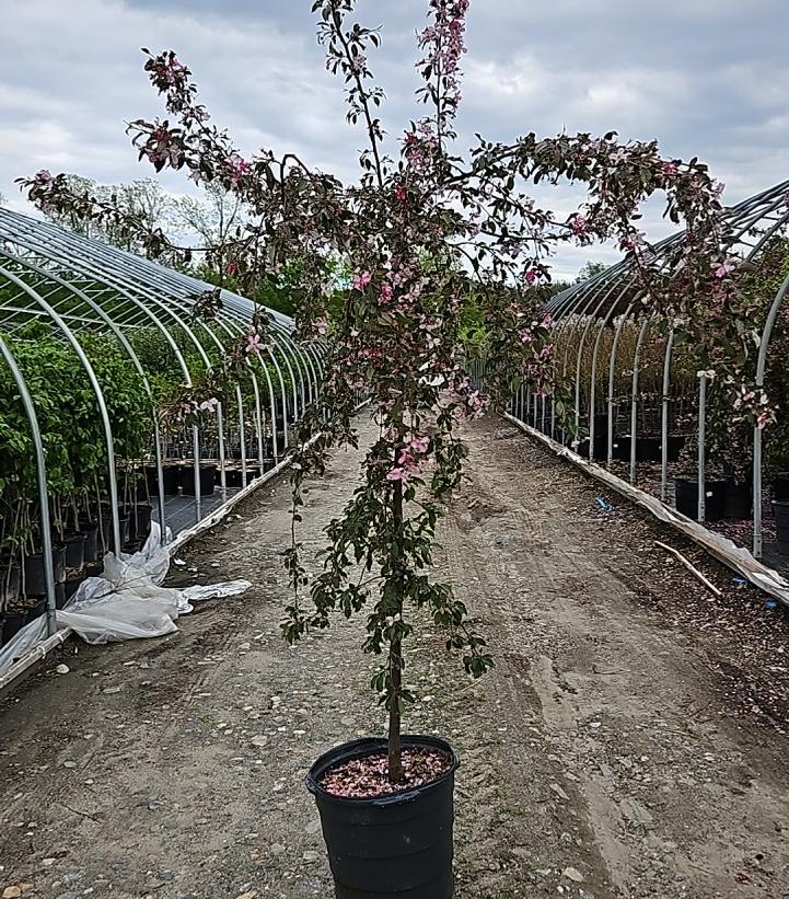 Malus Ruby Tears