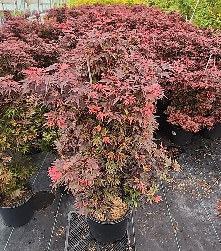 Acer palmatum 'Shaina'