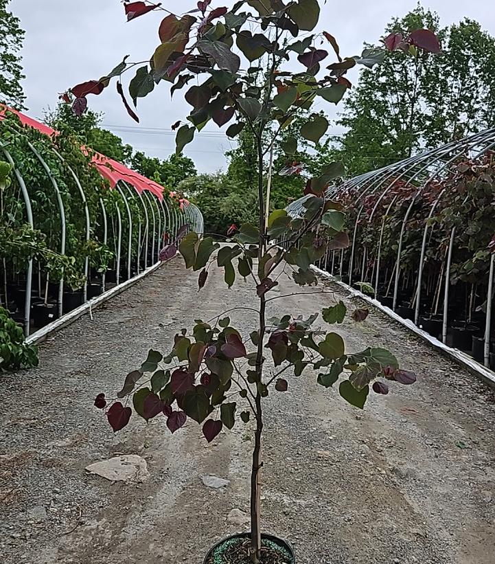Cercis canadensis 'Forest Pansy'