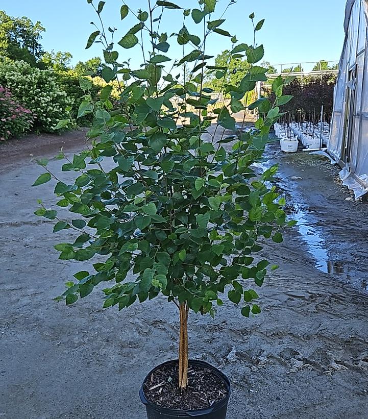 Betula jacquemontii 