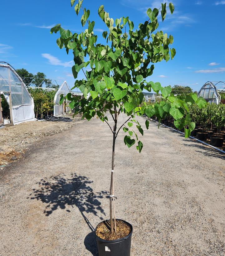 Cercis canadensis 