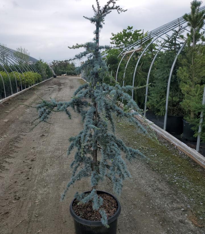Cedrus atlantica Glauca