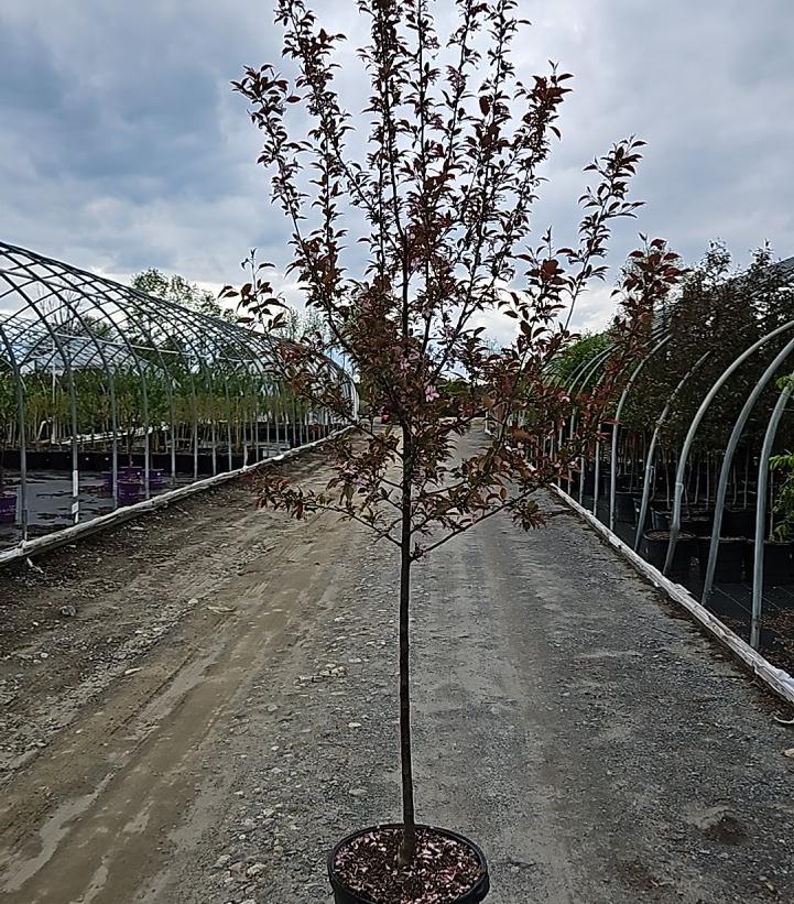 Malus X Royal Raindrops®