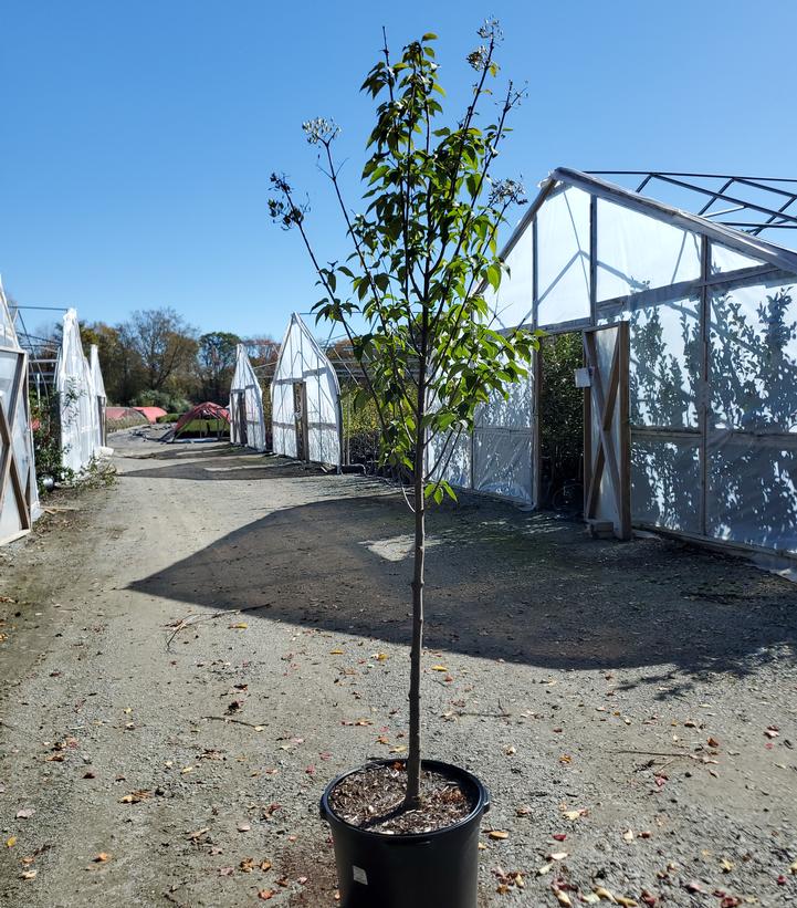 Syringa reticulata Ivory Silk - Tree Form