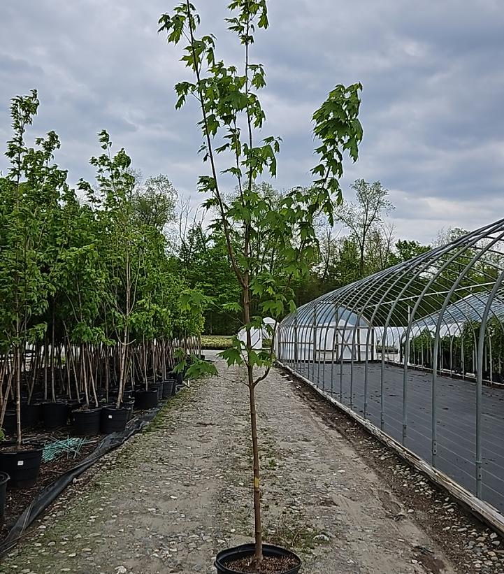 Acer saccharum 