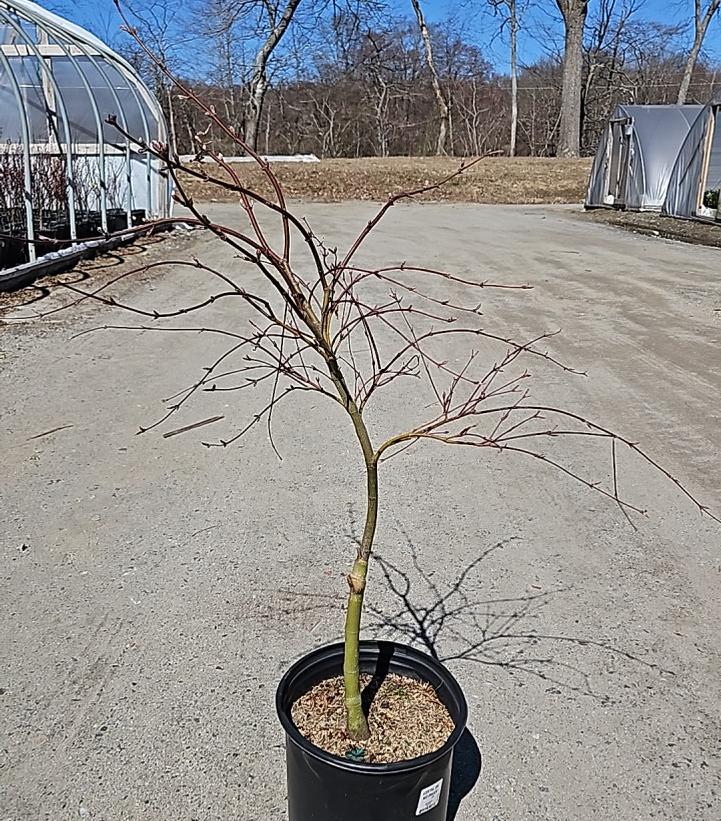 Acer palmatum dissectum 'Red Dragon'