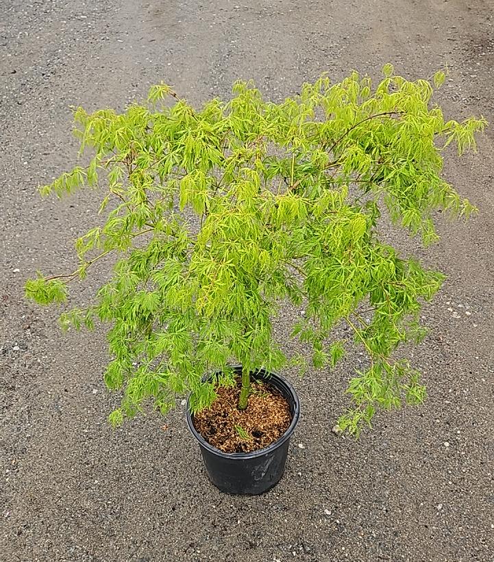 Acer palmatum dissectum 'Waterfall'