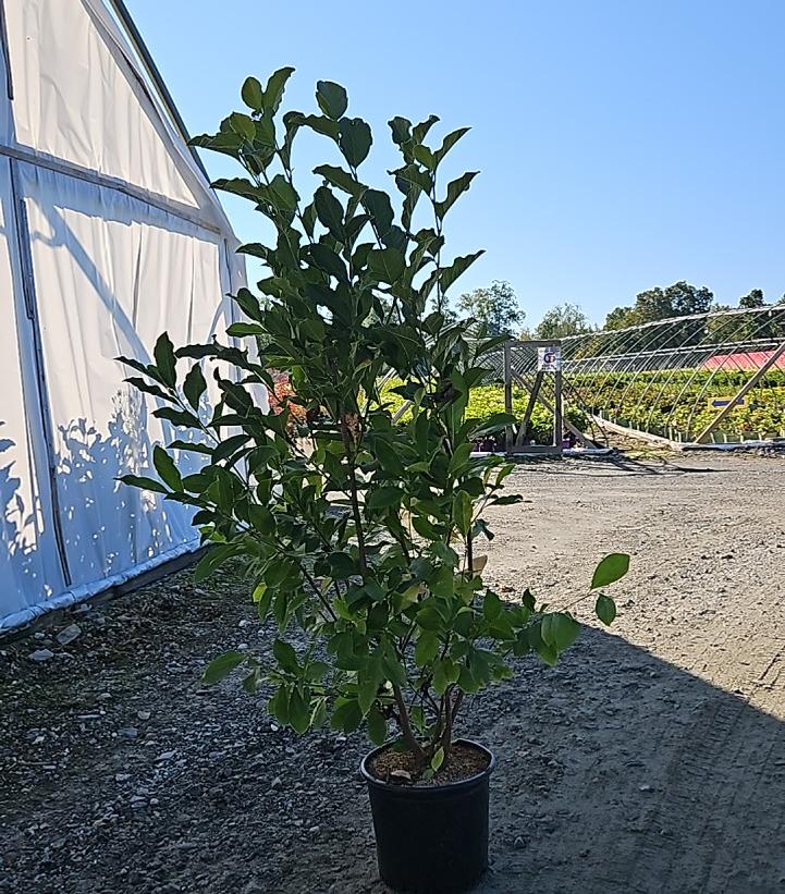 Magnolia liliiflora 'Jane'