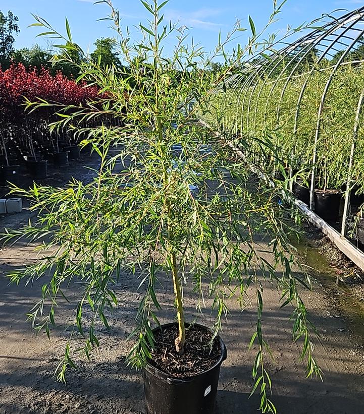 Salix niobe 