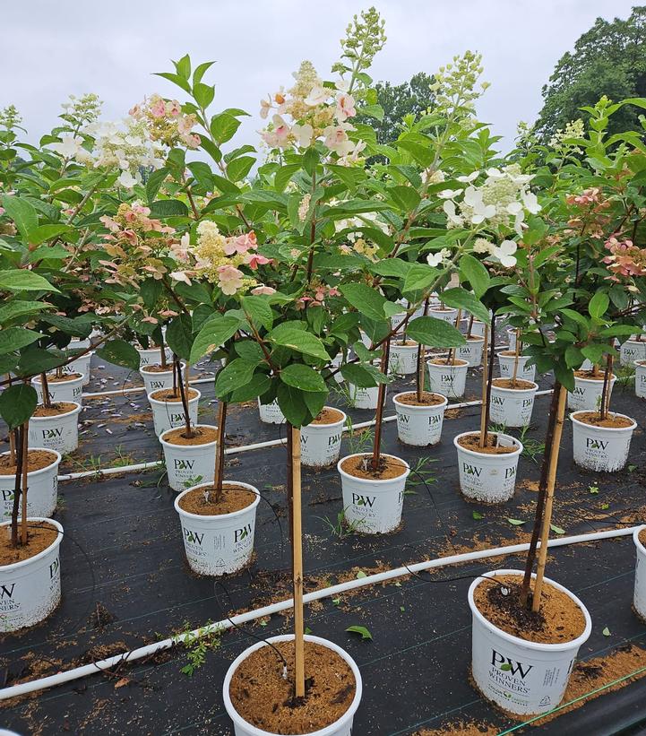 Hydrangea paniculata Quick Fire®