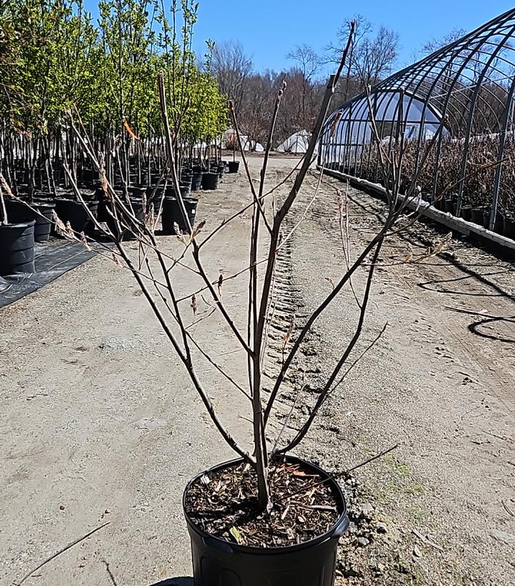 Amelanchier X 'Autumn Brilliance'