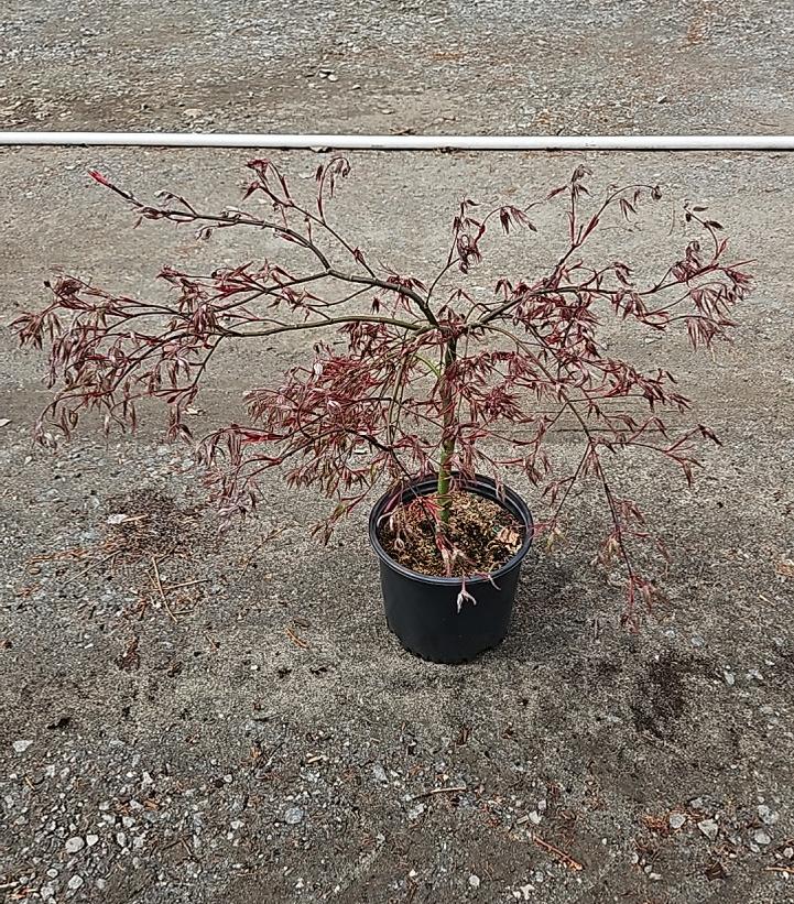 Acer palmatum dissectum 'Tamukeyama'