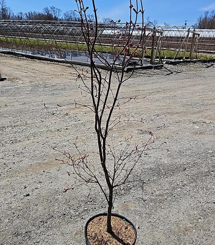 Acer palmatum 'Bloodgood'