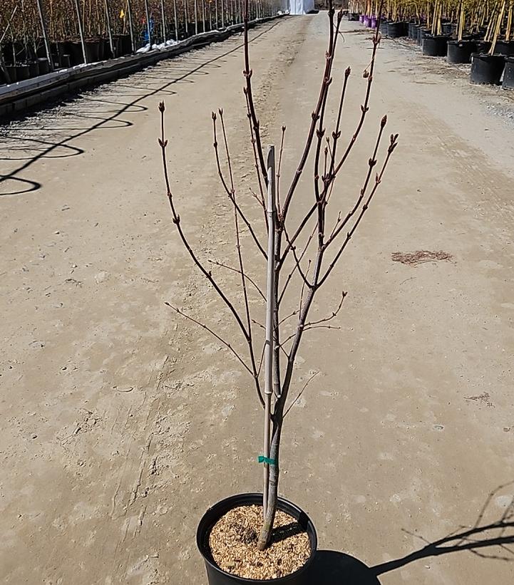 Acer palmatum 'Bloodgood'