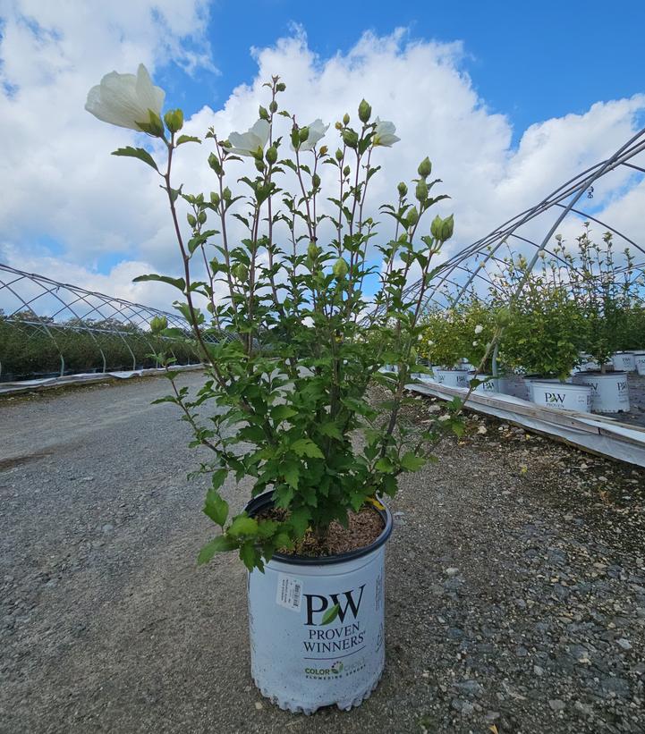 Hibiscus syriacus White Chiffon®