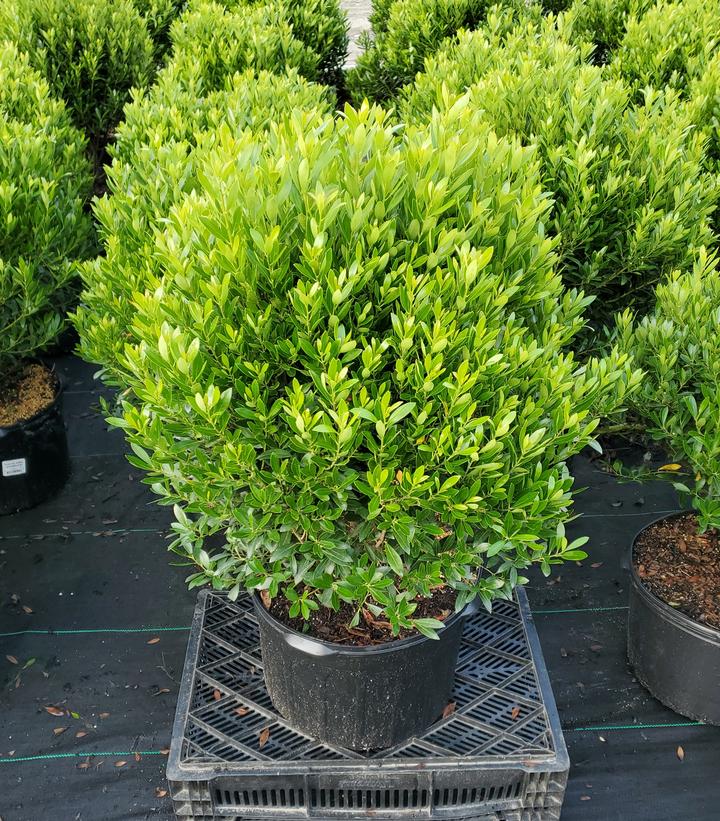 Ilex glabra 'Shamrock'