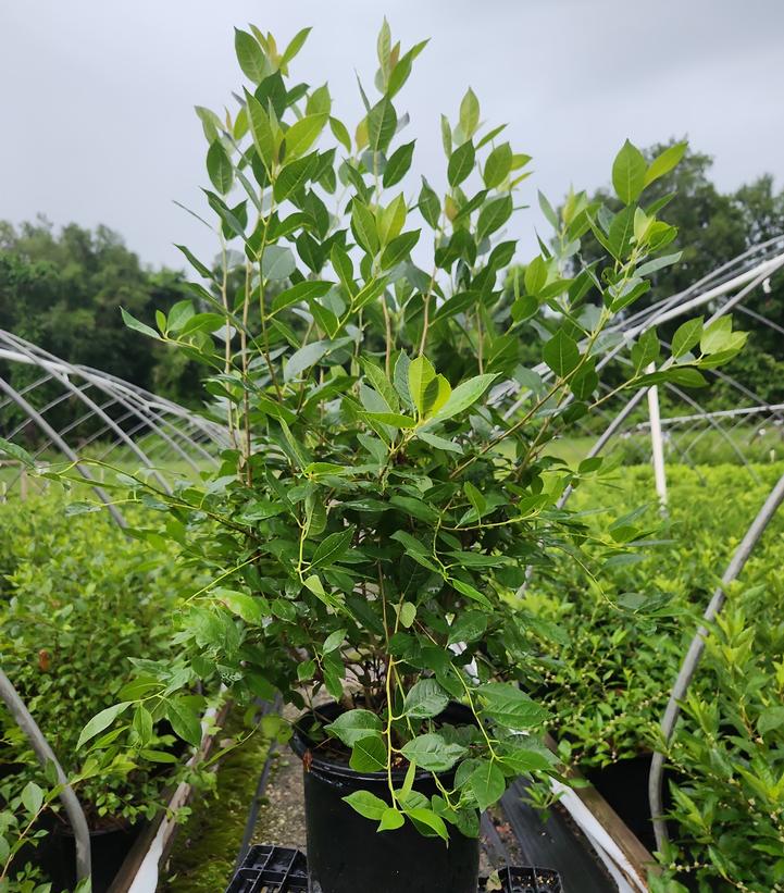 Ilex verticillata 'Jim Dandy'