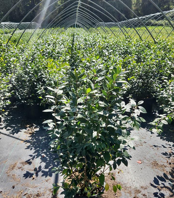 Ilex verticillata 'Jim Dandy'