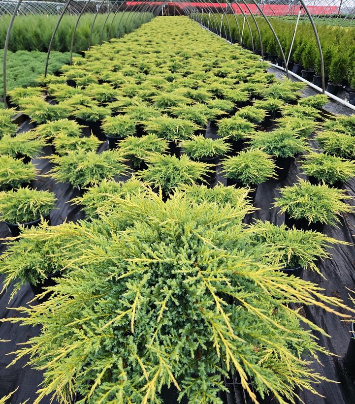 Juniperus chinensis 'Gold Star'