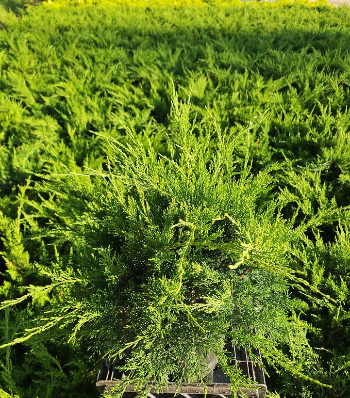 Juniperus chinensis Sea Green