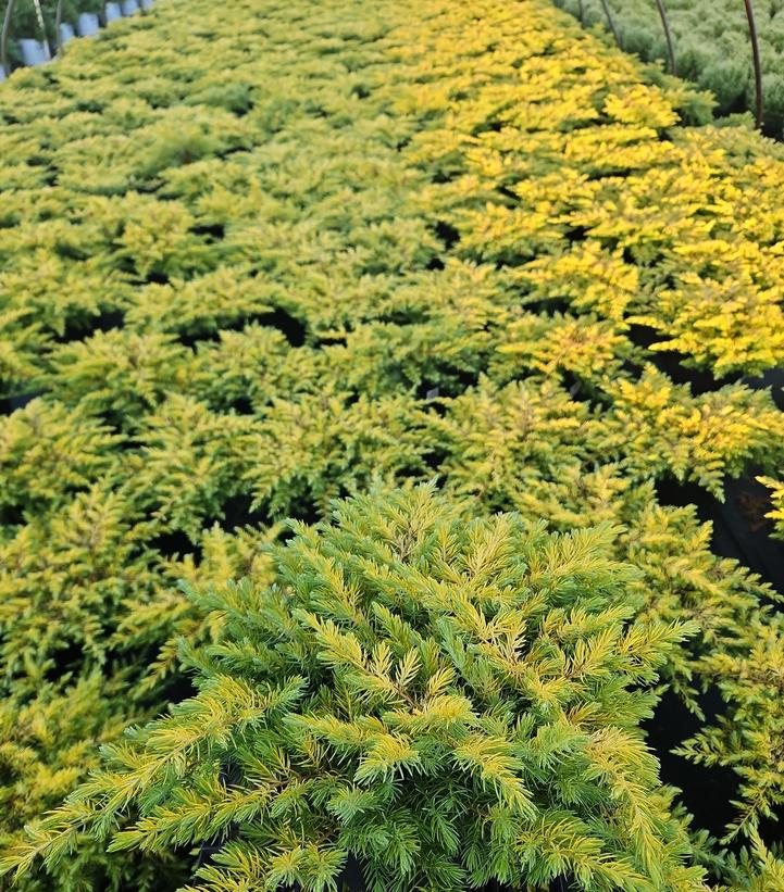 Juniperus conferta Golden Pacific™