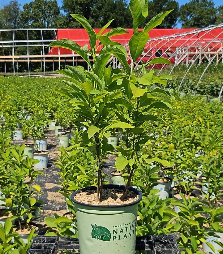 Lindera benzoin 