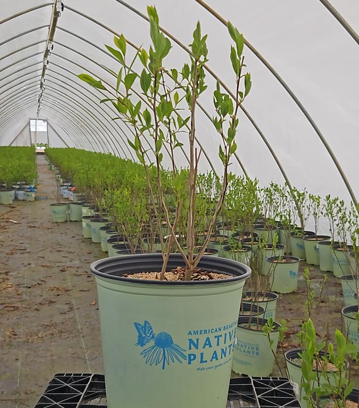 Lindera benzoin 