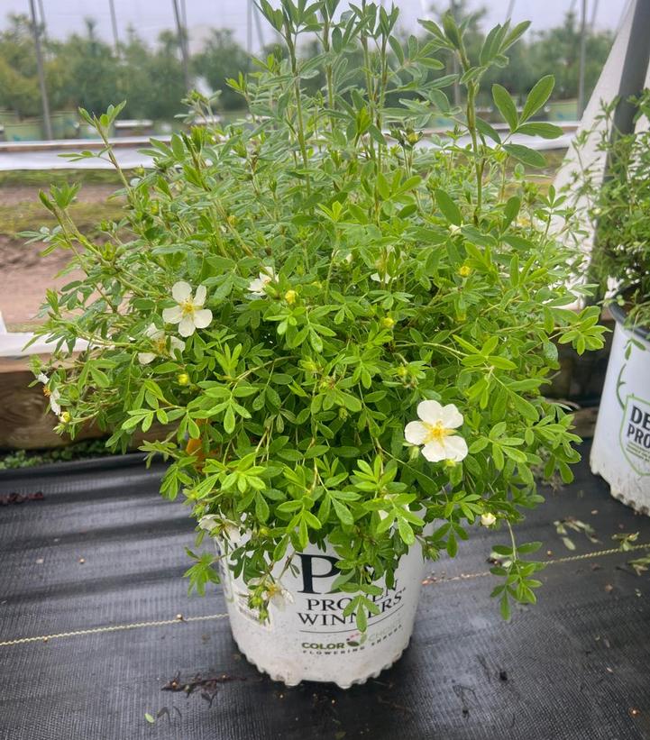 Potentilla fruticosa Happy Face® White