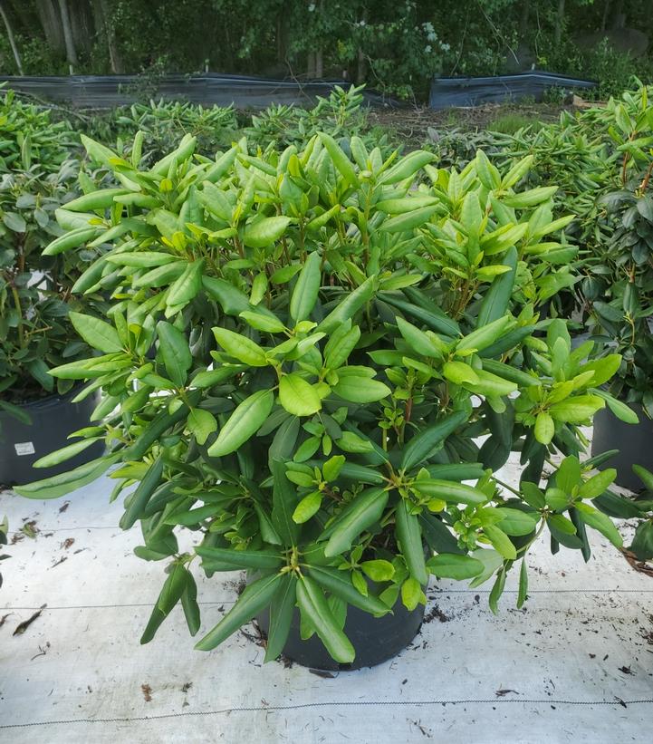 Rhododendron cat. 'English Roseum'