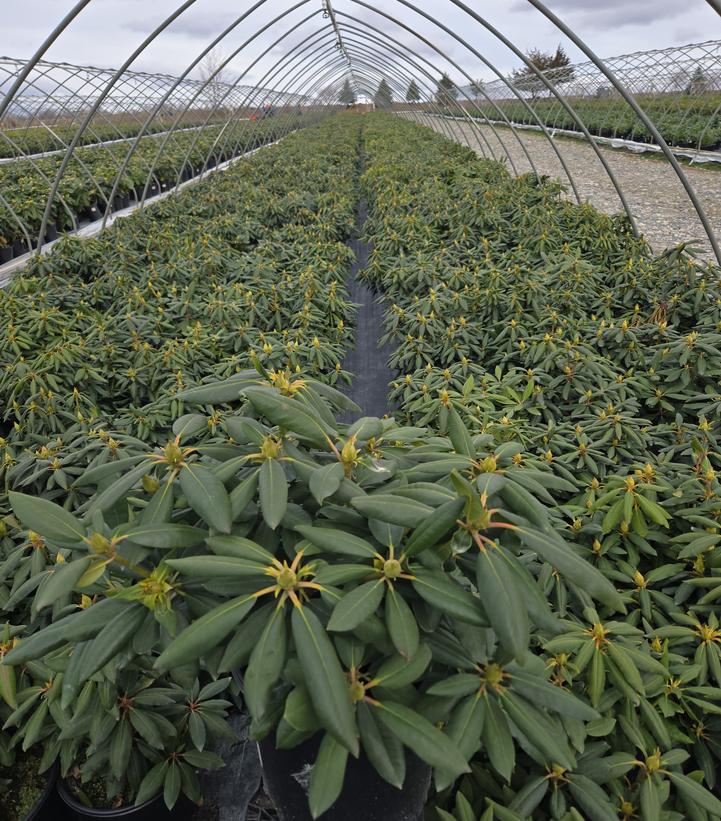 Rhododendron cat. 'English Roseum'