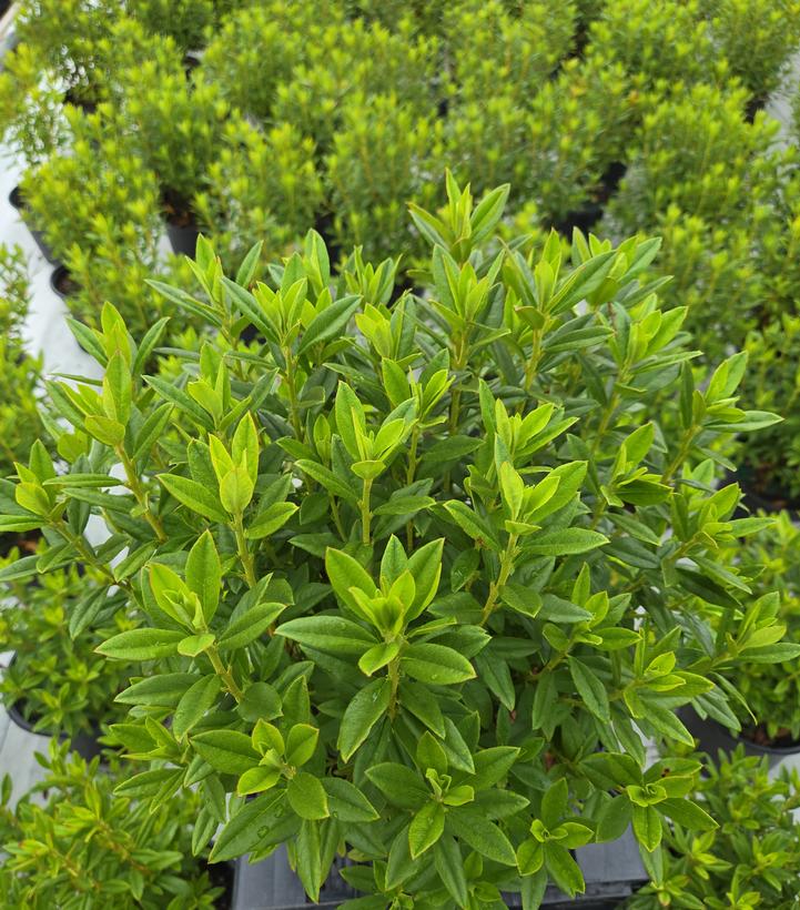 Rhododendron X Blue Baron