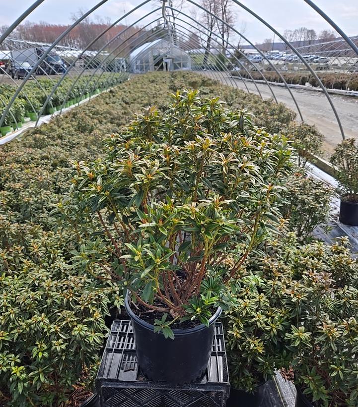 Rhododendron x 'Blue Baron'