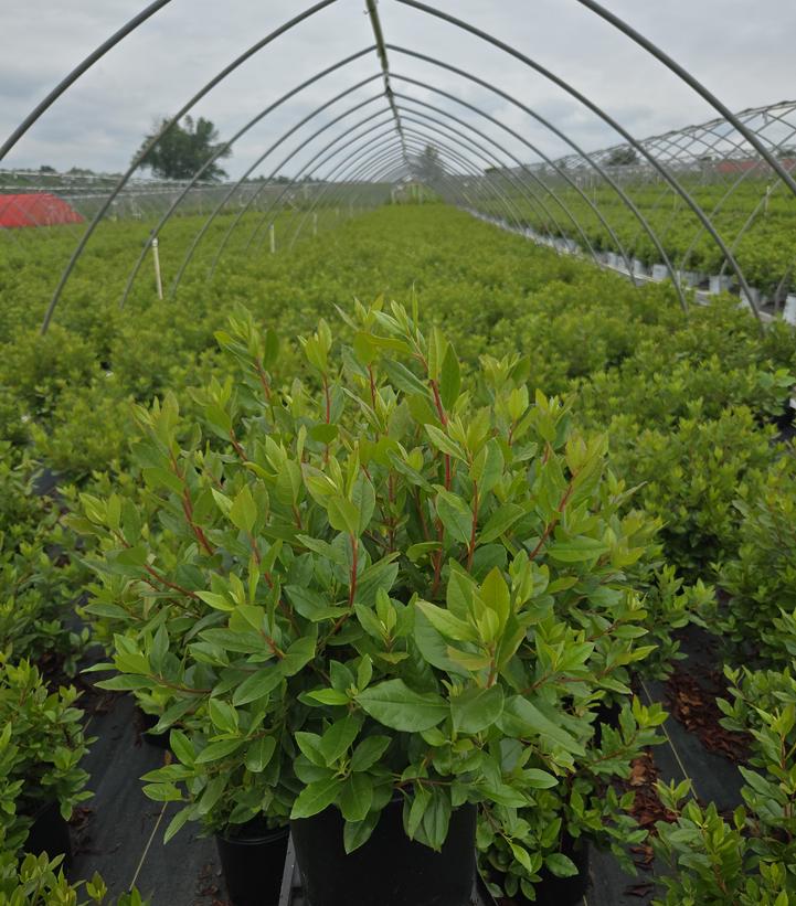 Rhododendron Olga Mezitt