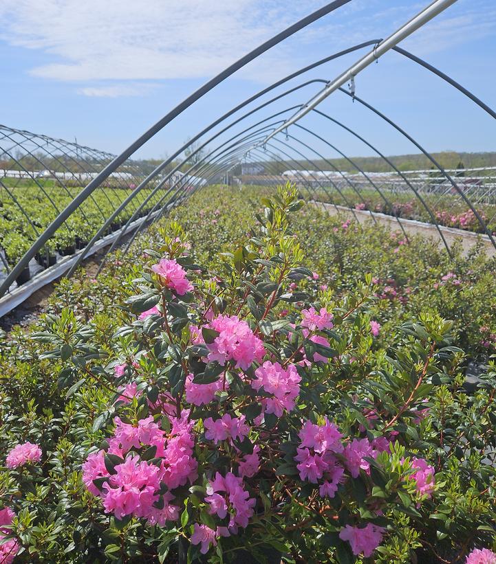 Rhododendron Olga Mezitt