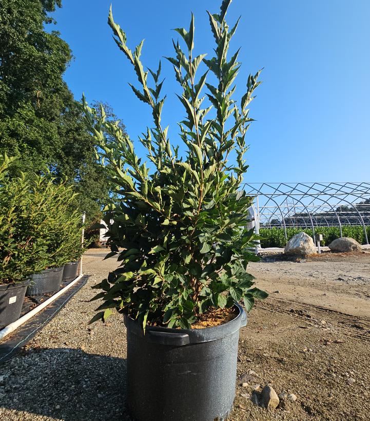 Syringa patula 'Miss Kim'