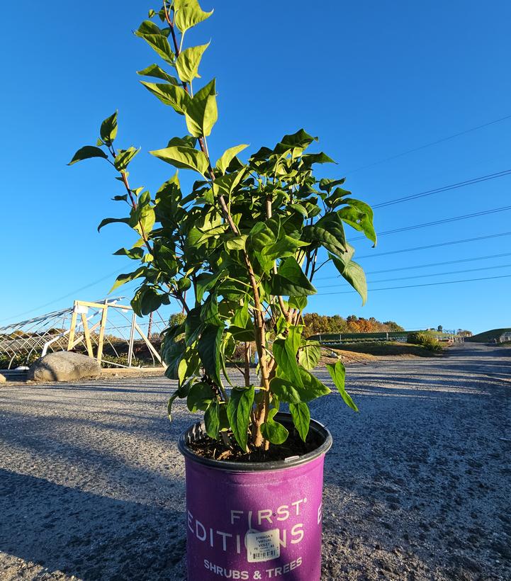 Syringa Virtual Violet®