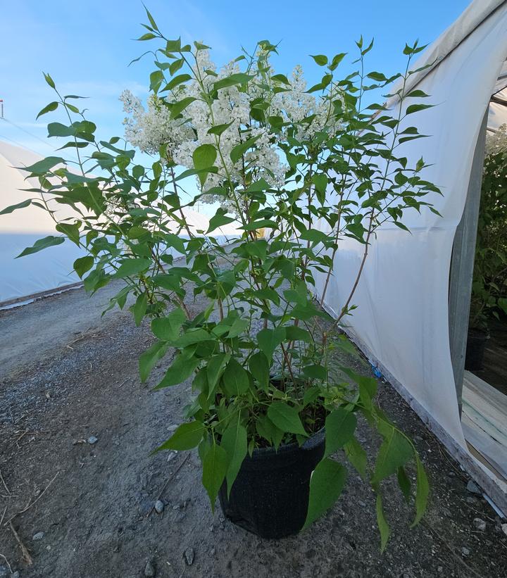 Syringa X hyacinthiflora Mount Baker