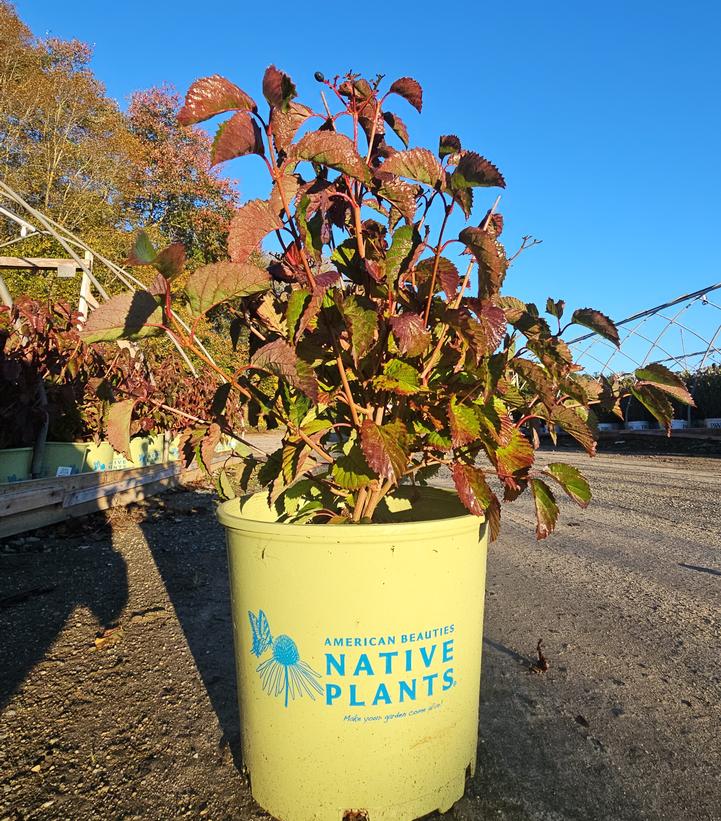 Viburnum dentatum Blue Blaze™
