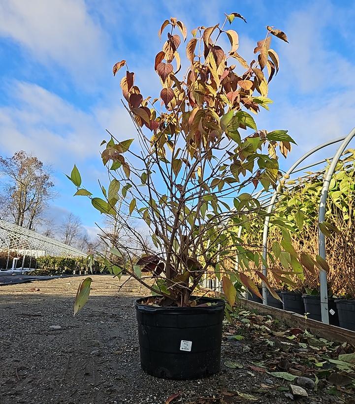 Viburnum plicatum f. tomentosum 'Shasta'