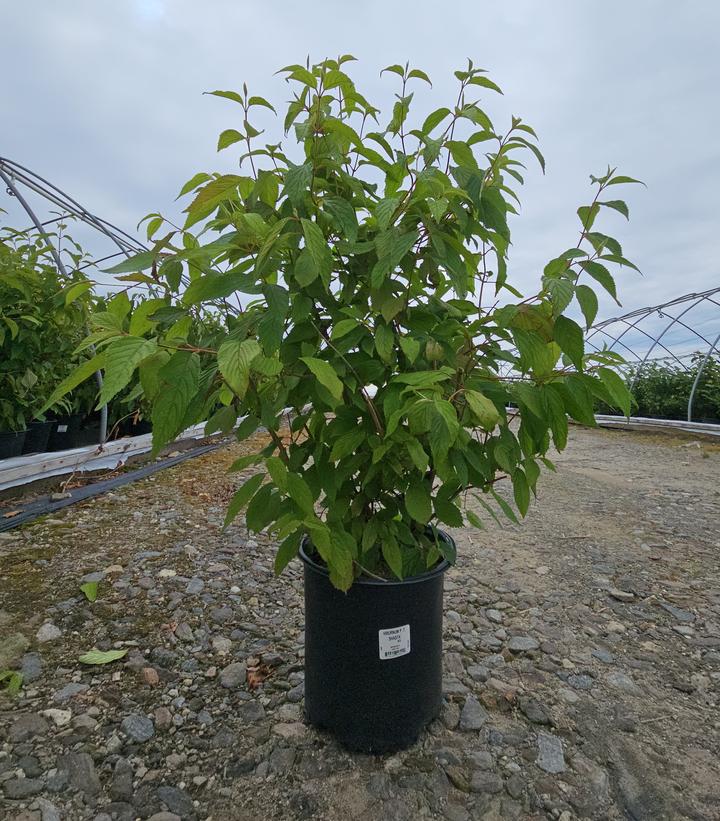 Viburnum plicatum f. tomentosum 'Shasta'