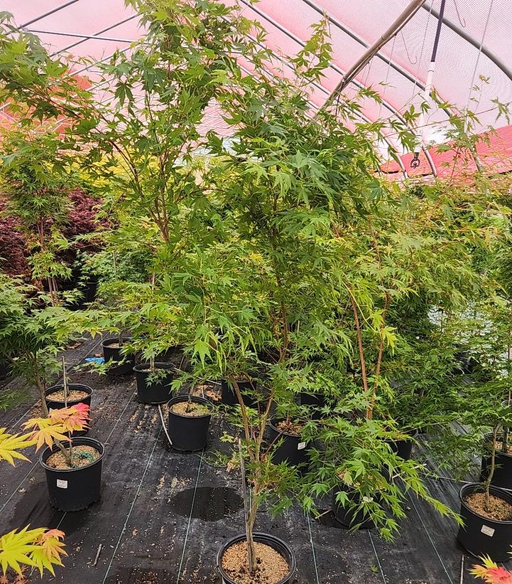 Acer palmatum 'Sango Kaku'