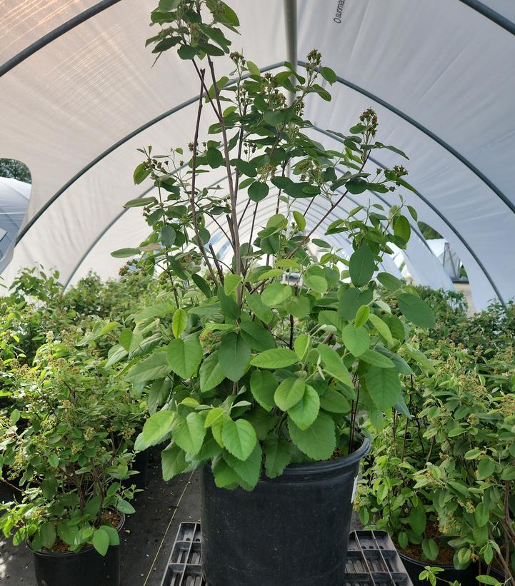 Amelanchier alnifolia 'Regent'