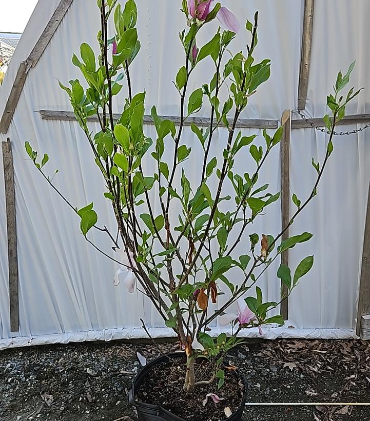 Magnolia liliiflora Jane