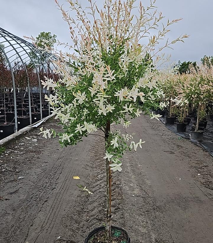 Salix integra 'Hakuro Nishiki'