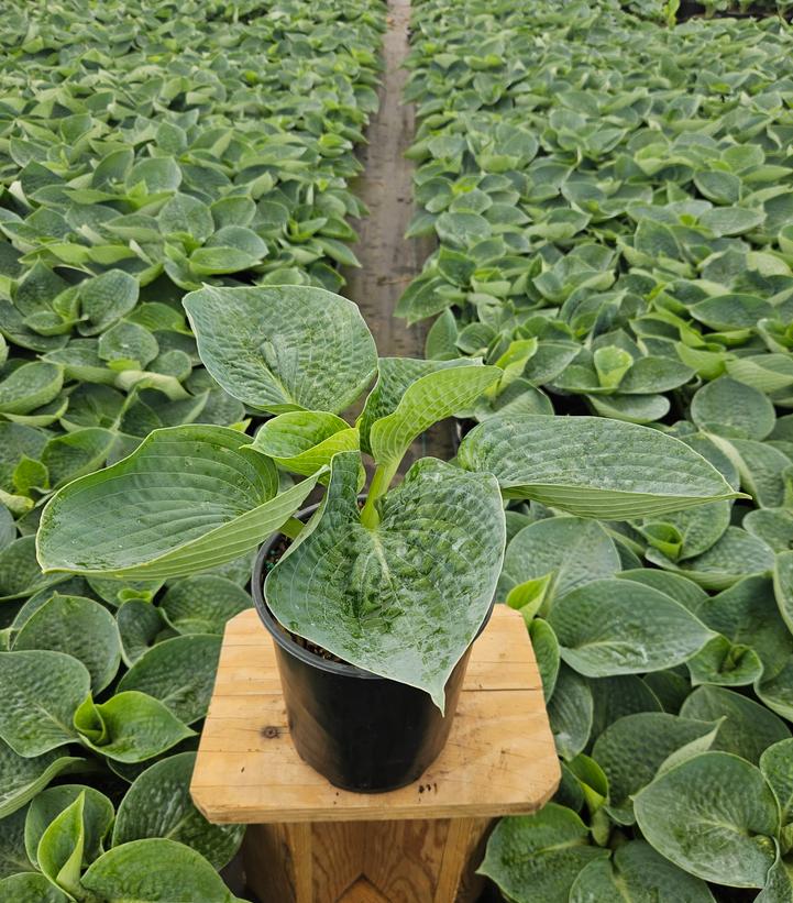 Hosta 'Big Daddy'