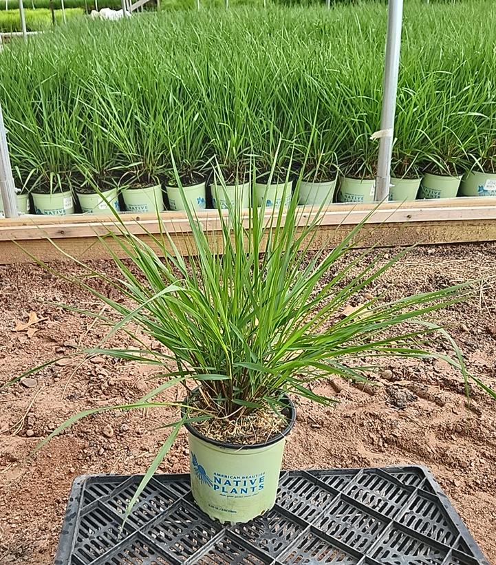 Panicum virgatum Cape Breeze