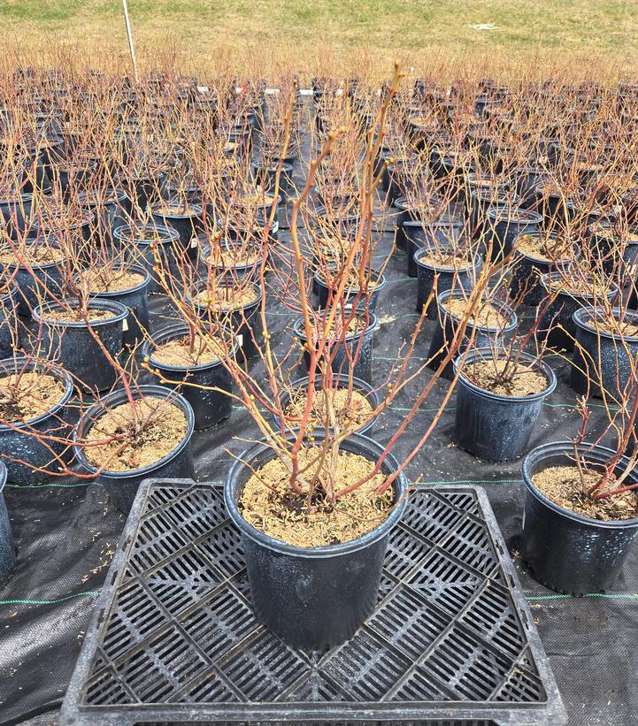 Vaccinium corymbosum 'Duke'